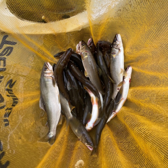 九頭竜川 10月18日の釣果です‼